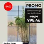 Haie de Bambou Rouge de 10 mètres