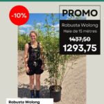 Haie de Robusta Wolong de 15 mètres