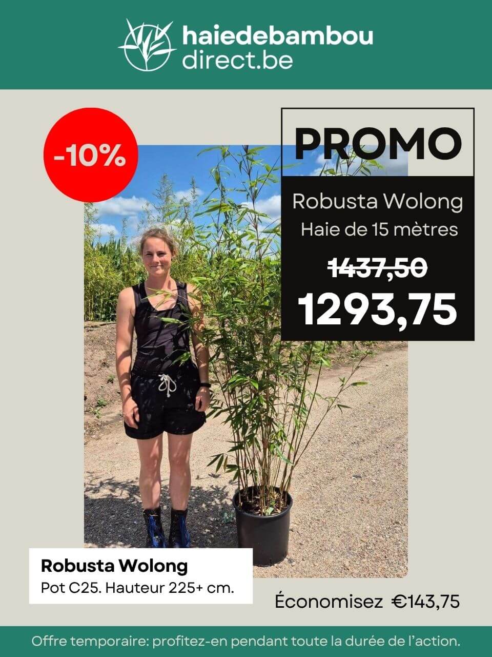 Haie de Robusta Wolong de 15 mètres