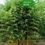 Aureosulcata Aureocaulis 2L - Lot de 6