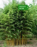 Aureosulcata Aureocaulis 2L Lot de 6