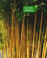 Aureosulcata Aureocaulis 2L Lot de 6 2