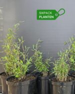 Aureosulcata Aureocaulis 2L Lot de 6 3