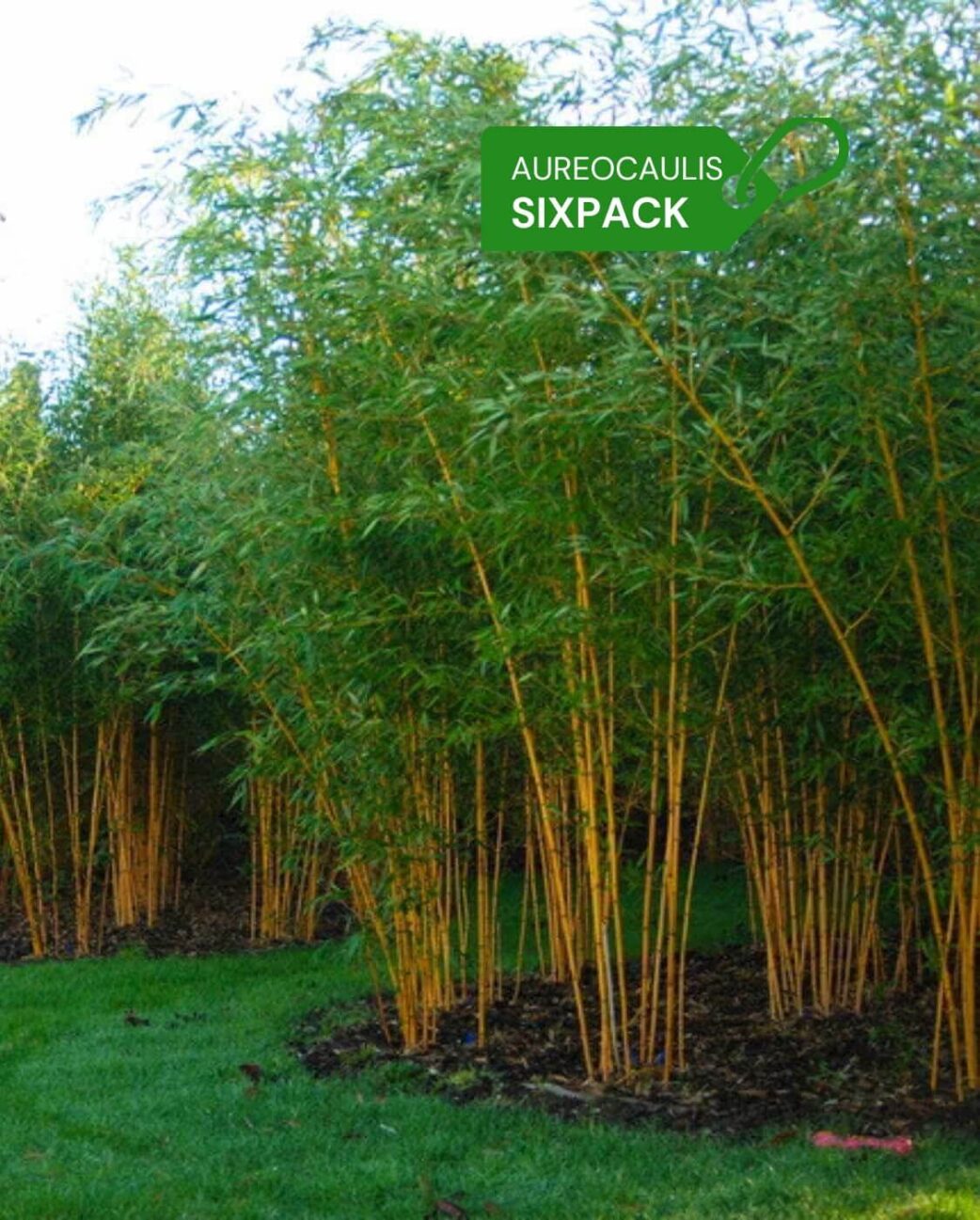 Aureosulcata Aureocaulis 2L Lot de 6 5