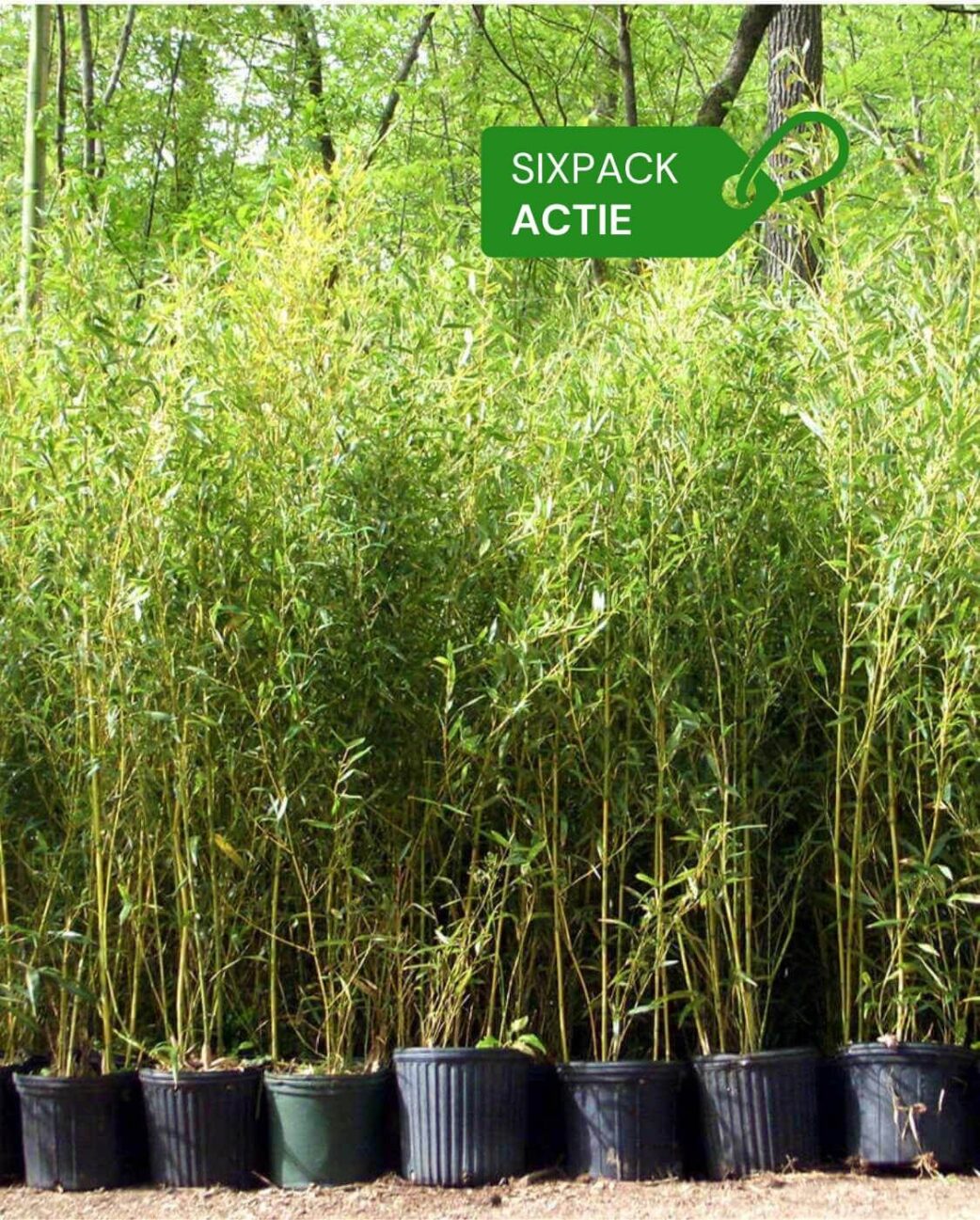 Aureosulcata Spectabilis 2L Lot de 6 Aureosulcata Spectabilis 2L Lot de 6