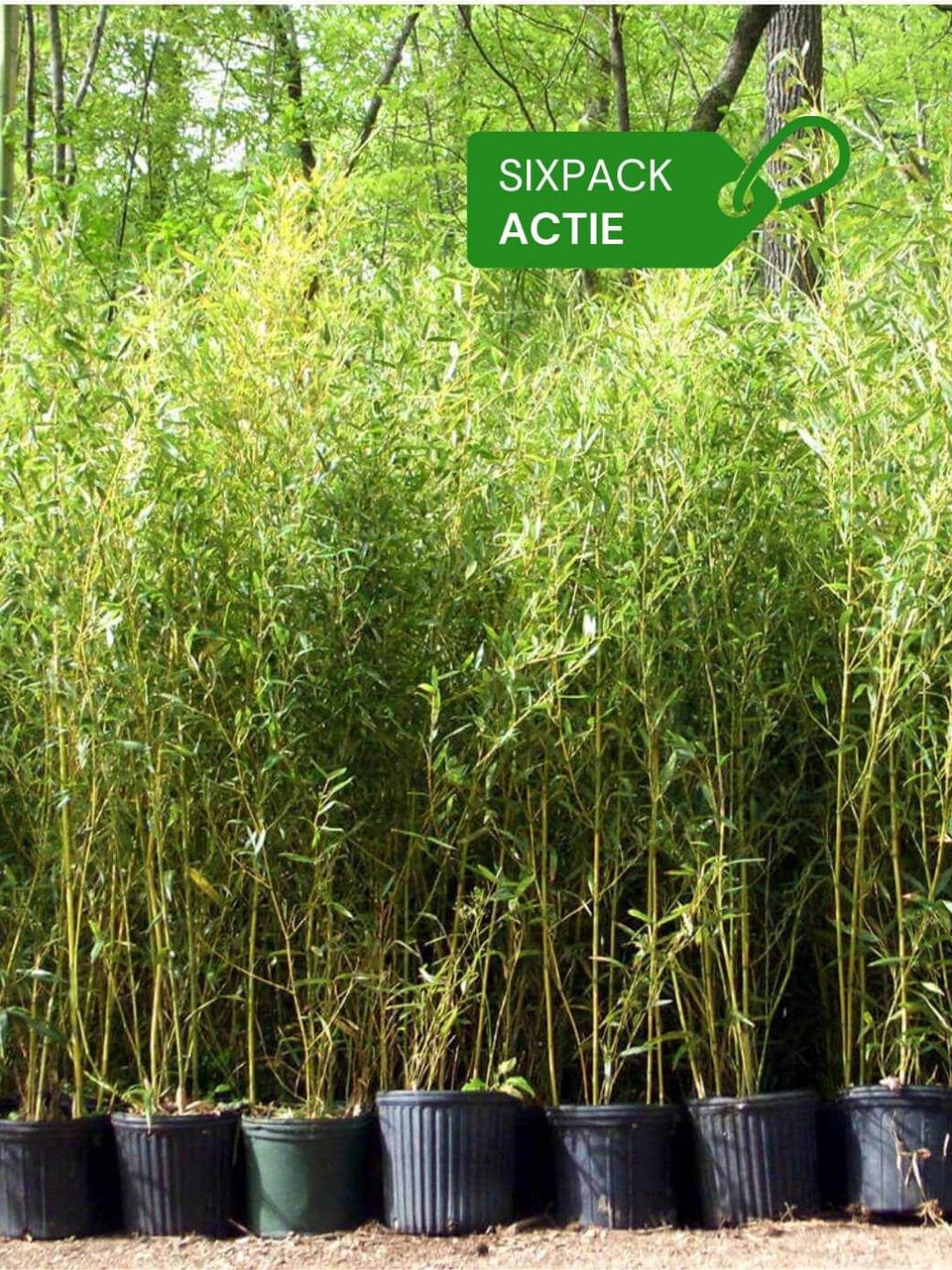 Aureosulcata Spectabilis 2L Lot de 6