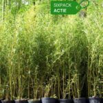Aureosulcata Spectabilis 2L - Lot de 6