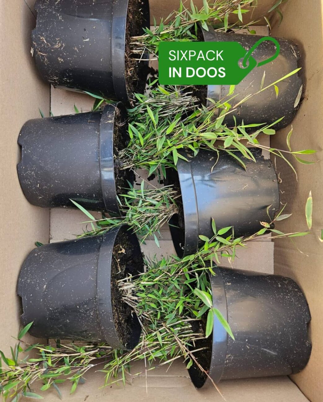 Aureosulcata Spectabilis 2L Lot de 6 3