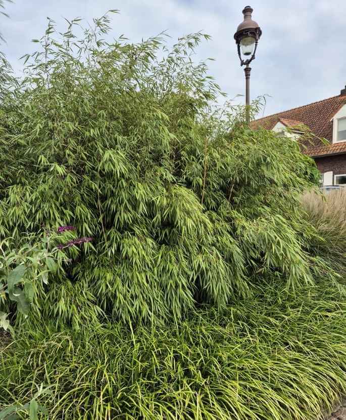 Avantages du bambou persistant