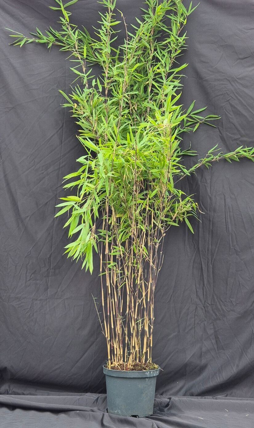 Bambou Black Pearl 5L 125 cm – Fargesia nitida en pot, plante de haie élégante