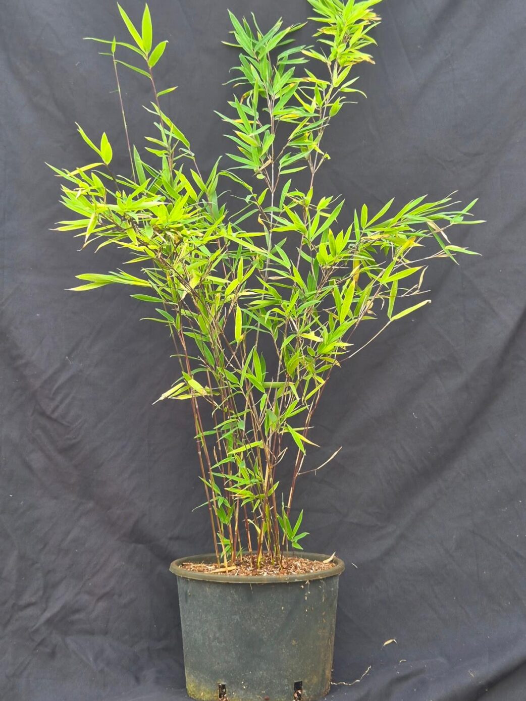 Bambou Black Pearl Fargesia en pot de 5L, hauteur 50+ cm, idéal pour haie et jardin