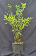 Bambou Black Pearl Fargesia en pot de 5L, hauteur 50+ cm, idéal pour haie et jardin