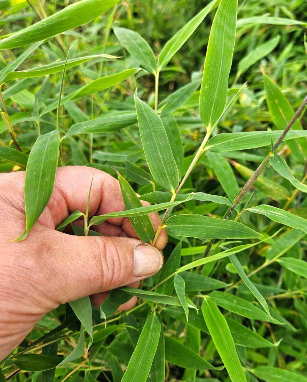 Feuillage Bambou Black Pearl Fargesia nitida – feuilles fines et élégantes en gros plan