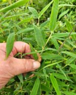 Feuillage Bambou Black Pearl Fargesia nitida – feuilles fines et élégantes en gros plan