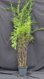 Bambou Black Pearl 5L 150 cm – Fargesia nitida en pot, haie de bambou noir