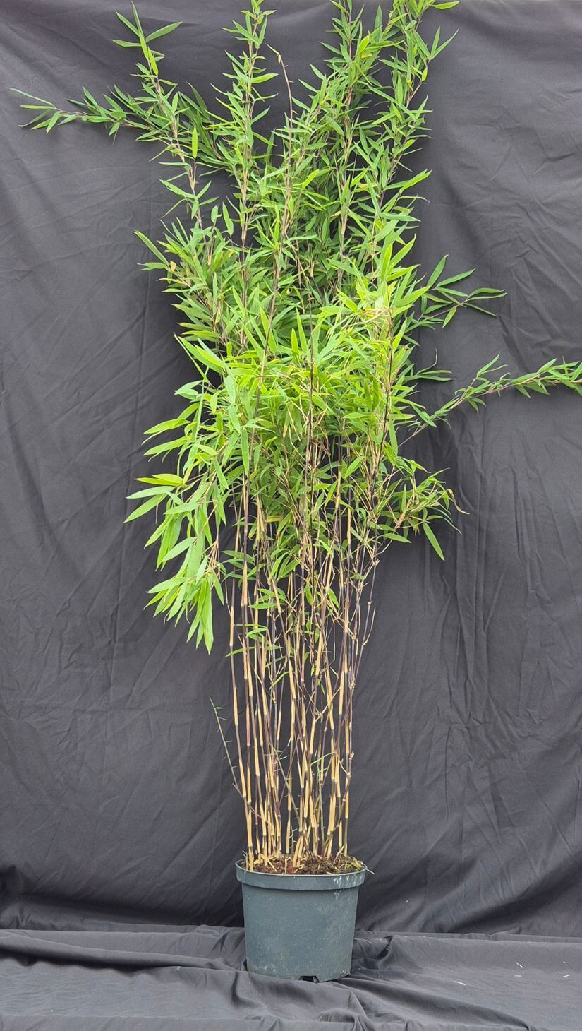 Bambou Black Pearl 5L – 150+ cm