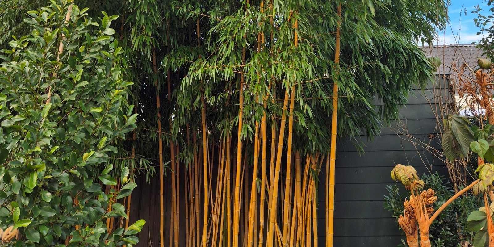 Bambou brise-vue et haie privée