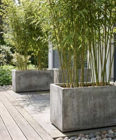 Bambou en jardinière sur une terrasse