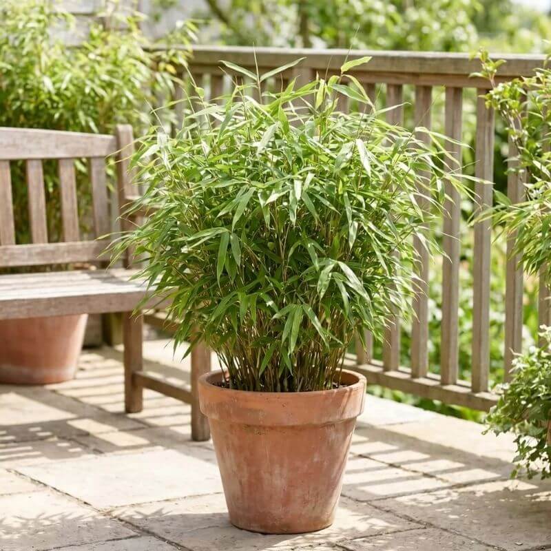 Bambou en pot de terrasse