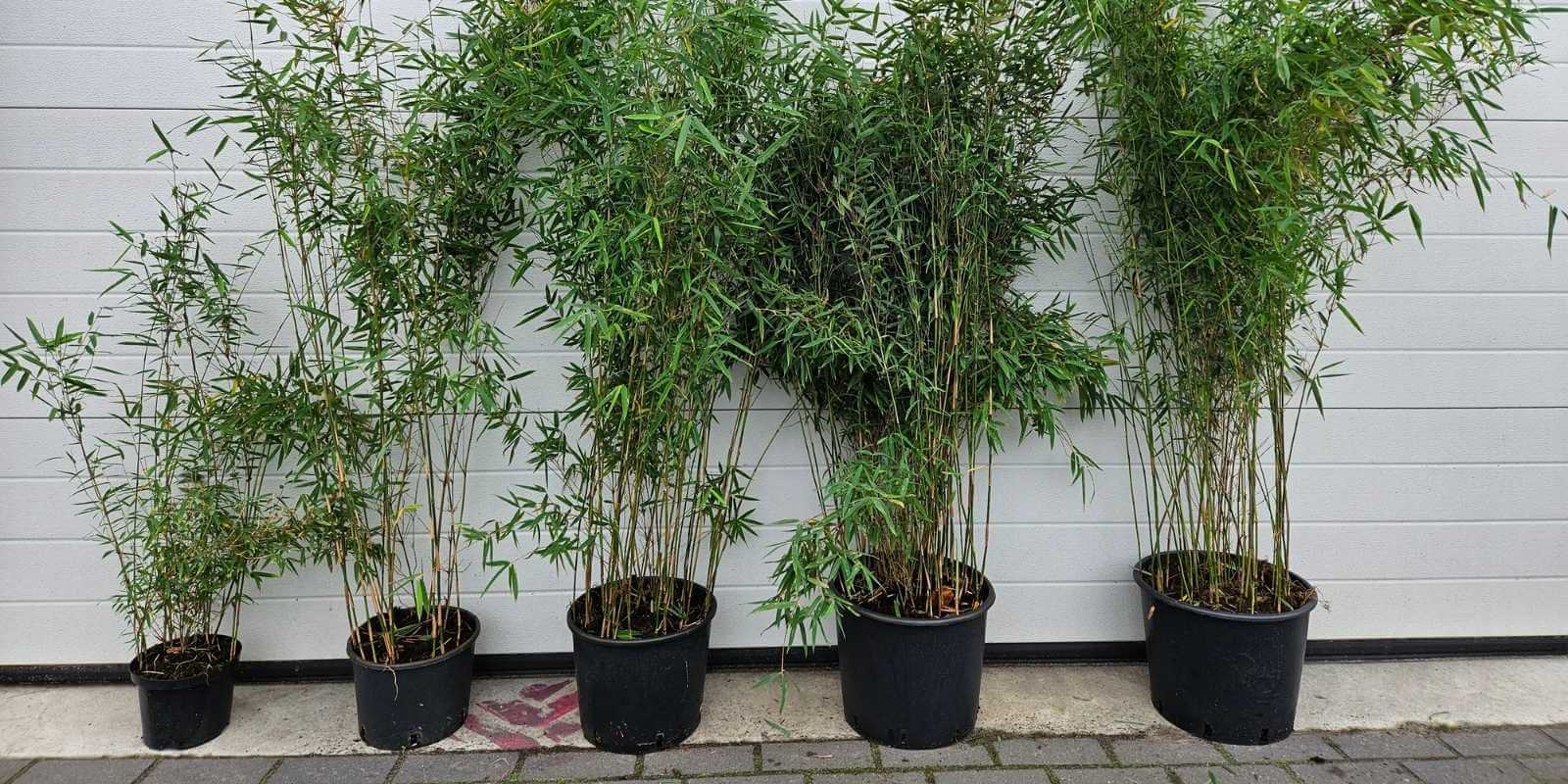 Bambou en pot et en bac