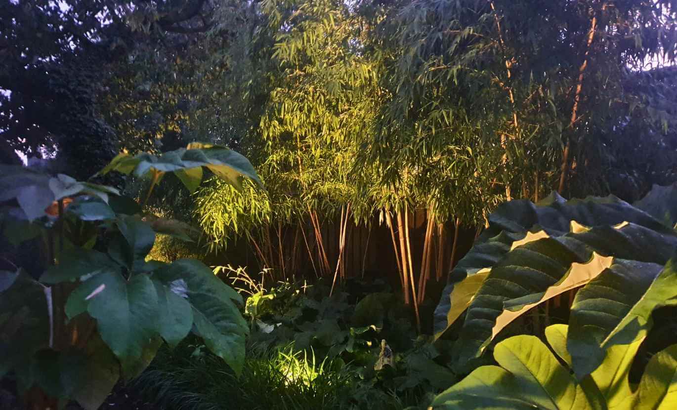 Bambou envahissant phyllostachys (tracant)