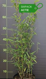 Bambou Fargesia jiuzhaigou 1 lot de 6 plantes en pot 2,5L – livraison gratuite