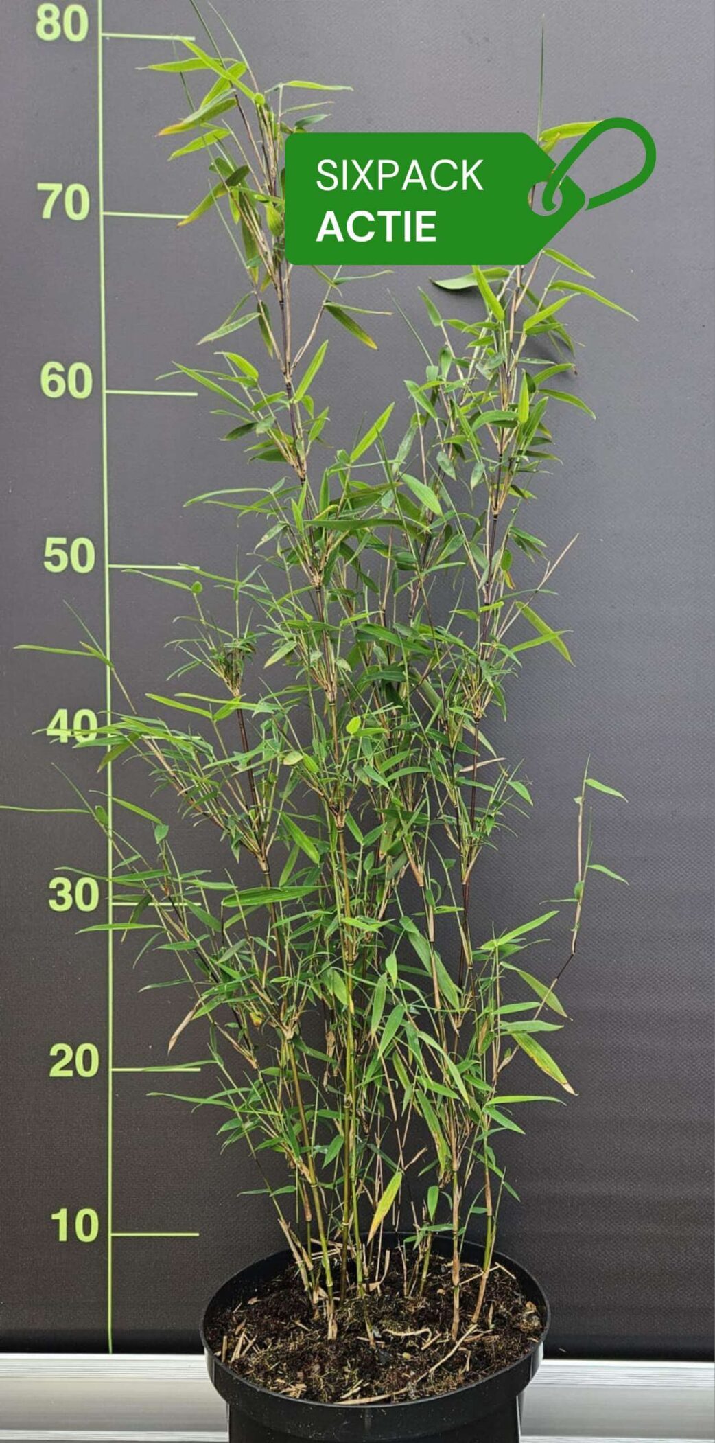 Bambou Fargesia jiuzhaigou 1 lot de 6 plantes en promotion – livraison gratuite en Belgique