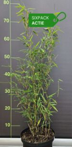 Bambou Fargesia jiuzhaigou 1 lot de 6 plantes en promotion – livraison gratuite en Belgique