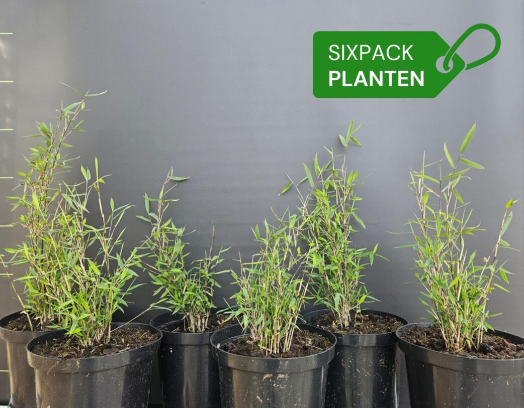 Six plants de bambou Fargesia jiuzhaigou 1 en pot 2,5L présentés séparément