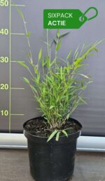 Bambou Fargesia jiuzhaigou Deep Purple lot de 6 plantes 2,5L – offre limitée livraison gratuite