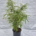 Bambou Fargesia Rufa 25L - 125+ cm