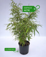 Bambou Fargesia Rufa 2L – lot de 6 plantes en pot prêtes à planter