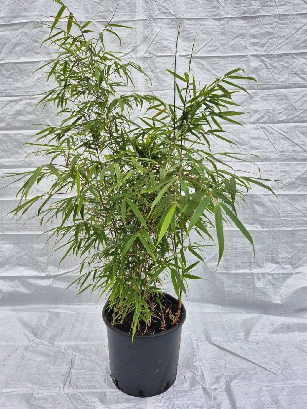 Bambou Fargesia Rufa 35L en pot, plant de 125 cm, idéal pour haie et jardin belge