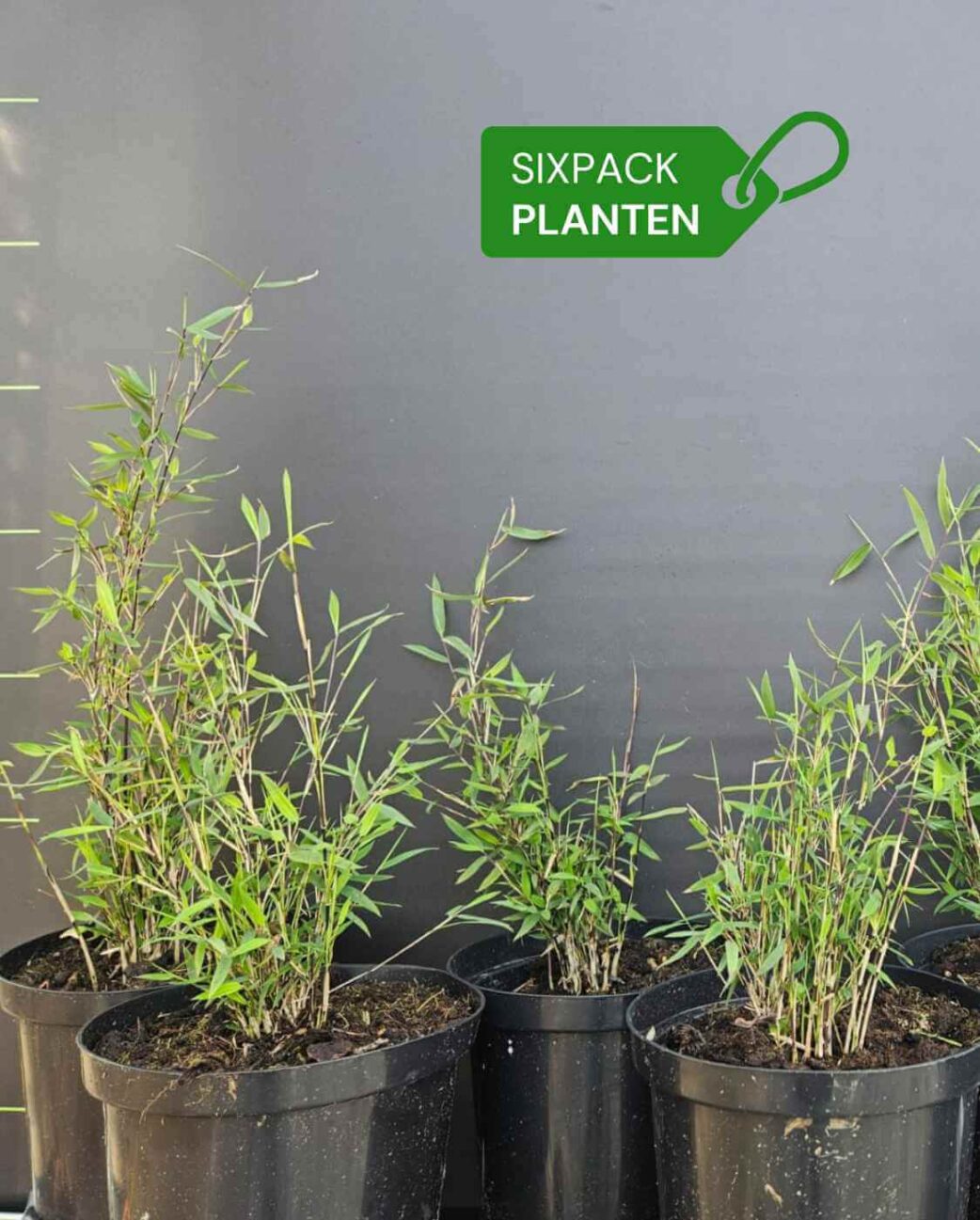 Bambou Fargesia Rufa non envahissant – plants en pot idéaux pour haie