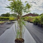 Bambou Rufa 5,5L - 100+ cm