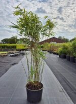Bambou Fargesia Rufa non-envahissant en pot de 5,5 litres, hauteur 100+ cm.