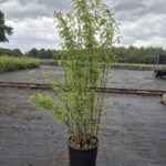 Bambou Fargesia Volcano - Pot 15L - 150+ cm