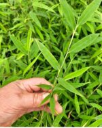 Feuillage vert frais du Bambou Fargesia Volcano, bambou non envahissant aux feuilles fines.