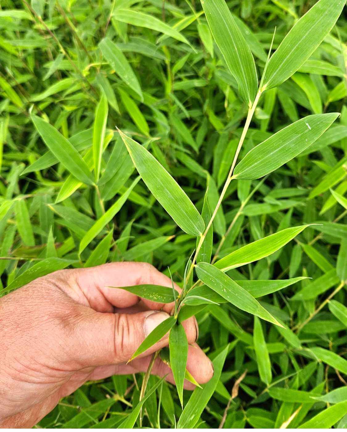 Bambou Fargesia Volcano – Pot 5,5L – 100+ cm