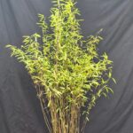 Bambou Fargesia Volcano - Pot 10L - 150+ cm