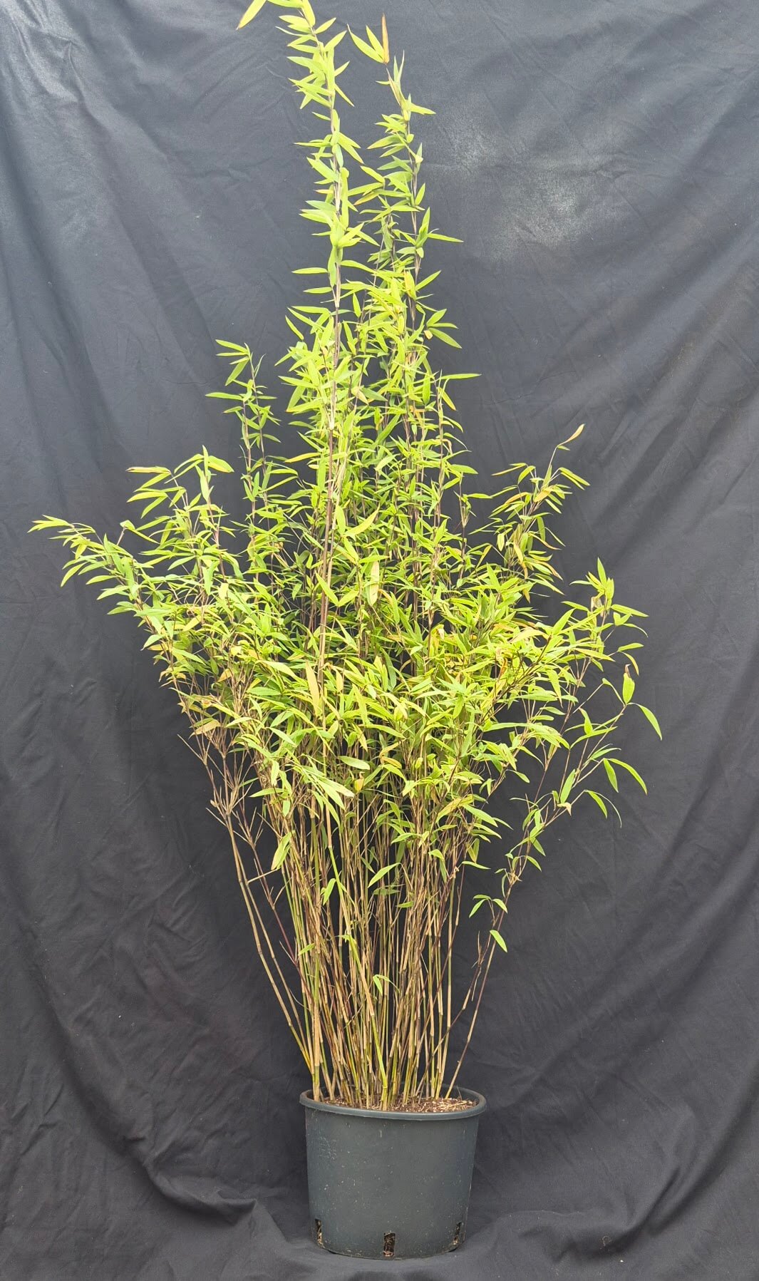 Bambou Fargesia Volcano – Pot 10L – 150+ cm