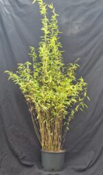 Bambou Fargesia Volcano en pot 5,5L, hauteur 100+ cm, non envahissant et touffu.