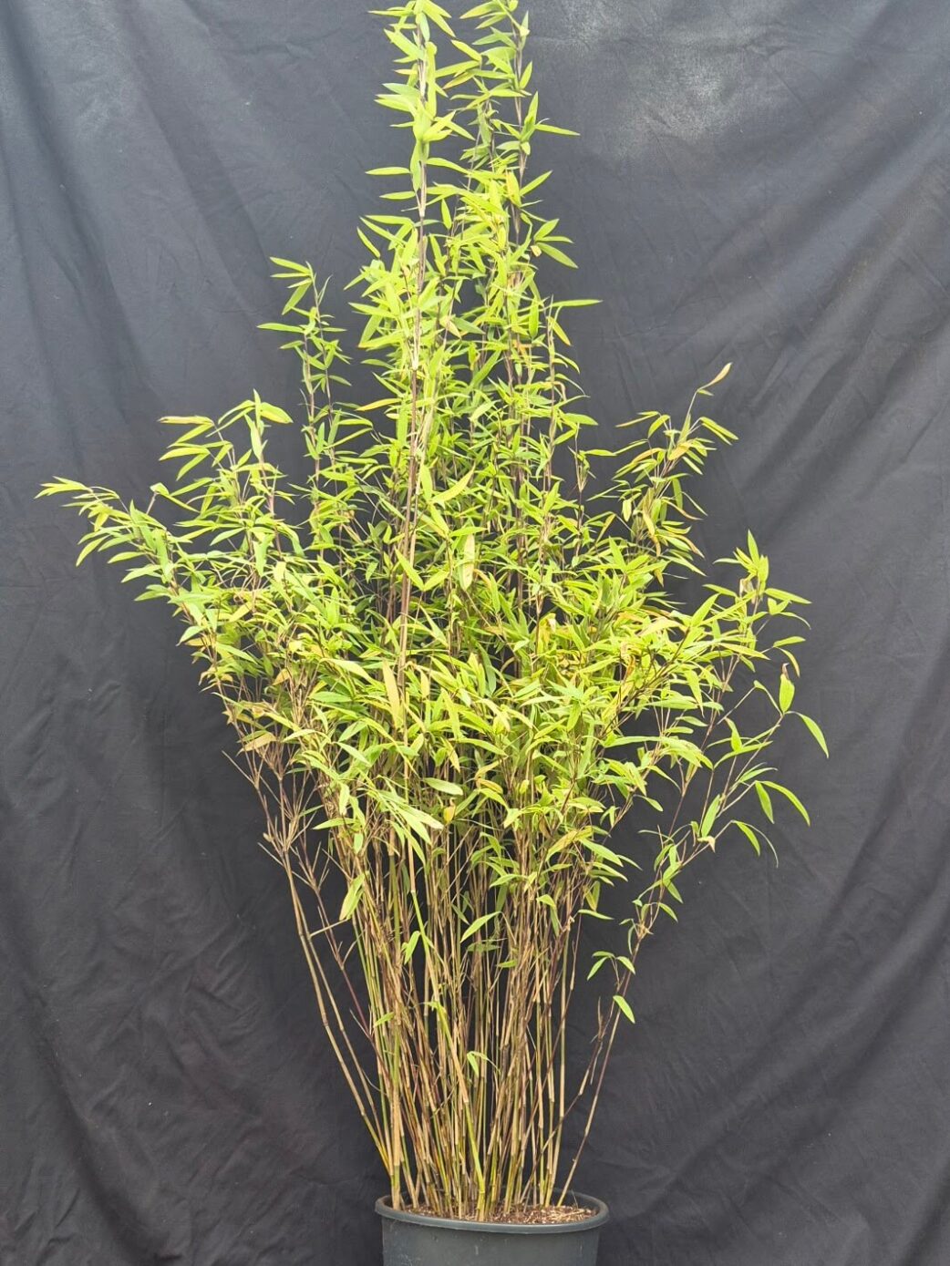 Bambou Fargesia Volcano - Pot 5,5L - 125+ cm