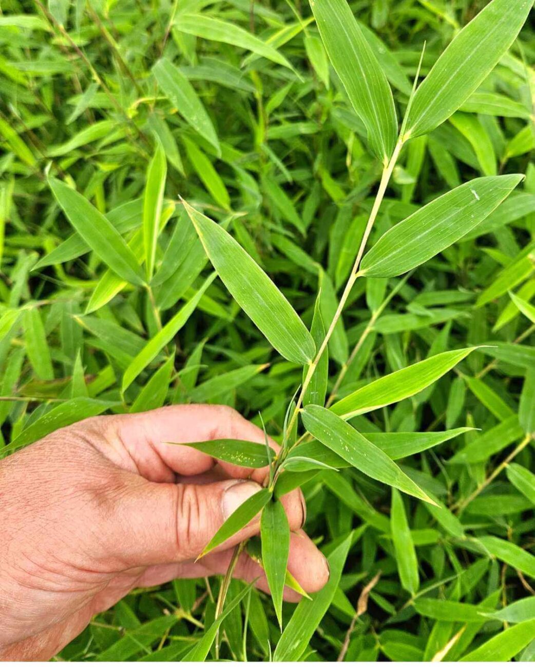 Bambou Fargesia Volcano - Pot 5,5L - 125+ cm 2