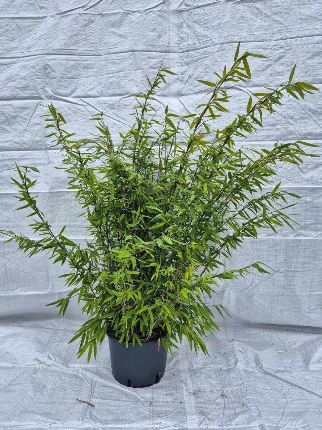 Bambou Fargesia Volcano en pot de 5,5L, hauteur 75+ cm, non envahissant.