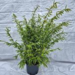 Bambou Fargesia Volcano - Pot 5,5L - 75+ cm