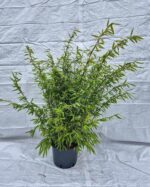 Bambou Fargesia Volcano en pot de 5,5L, hauteur 75+ cm, non envahissant.