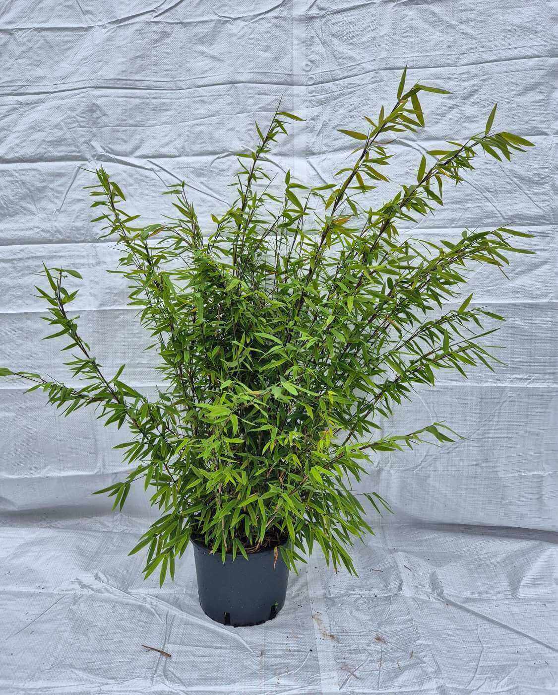 Bambou Fargesia Volcano – Pot 5,5L – 75+ cm