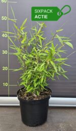 Bambou Nitida Volcano 2,5L Lot de 6