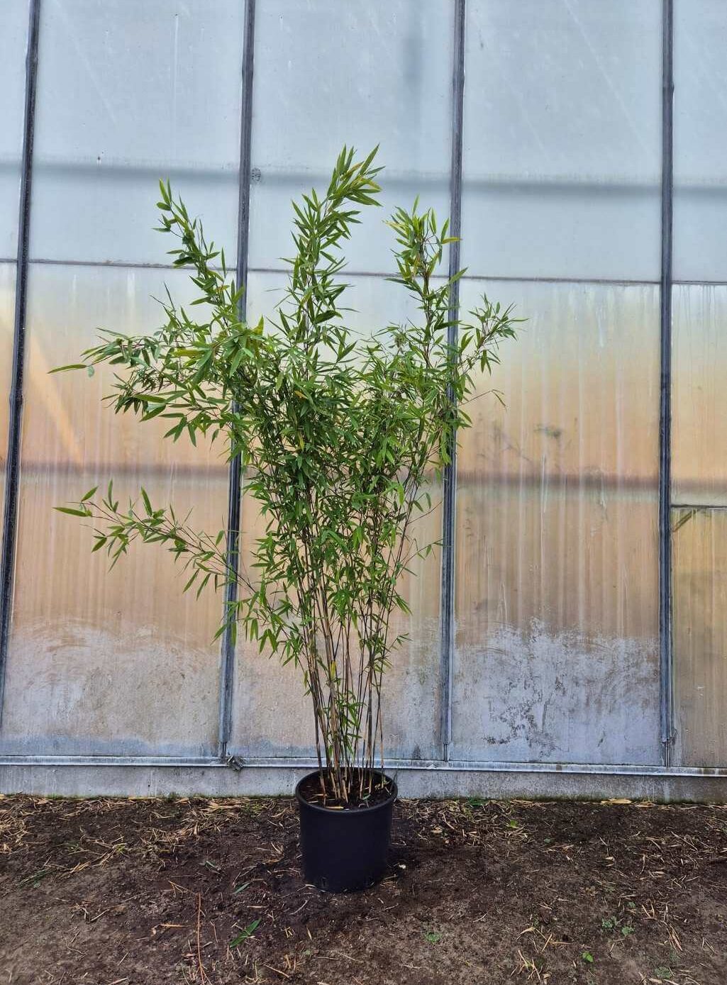 Bambou non envahissant Fargesia Black Pearl en pot de 10L d'une hauteur de 200 centimètres.